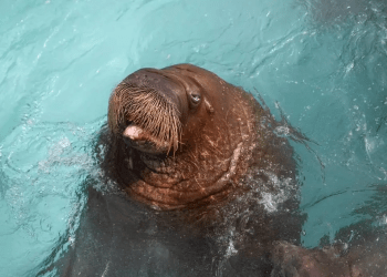 A Baby Walrus Was Just Born on Yas Island, and It Is the First of Its Kind in the Entire Region