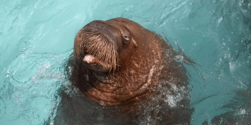 A Baby Walrus Was Just Born on Yas Island, and It Is the First of Its Kind in the Entire Region