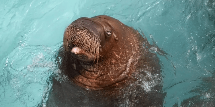 A Baby Walrus Was Just Born on Yas Island, and It Is the First of Its Kind in the Entire Region