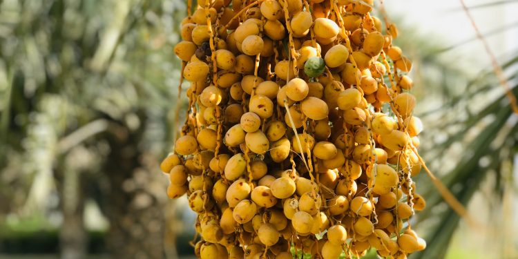 ADHA Unveils the "Documentation of New Date Palm Varieties" at the 22nd Liwa Dates Festival